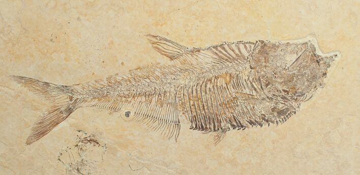 Diplomystus Fossil Fish - Wyoming #6598